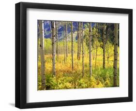 USA, Colorado, Rocky Mountains, Aspen Trees in Autumn in the Rockies-Jaynes Gallery-Framed Photographic Print