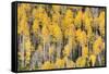 USA, Colorado, Rocky Mountains. Aspen trees in autumn.-Jaynes Gallery-Framed Stretched Canvas