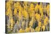 USA, Colorado, Rocky Mountains. Aspen trees in autumn.-Jaynes Gallery-Stretched Canvas