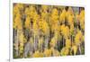 USA, Colorado, Rocky Mountains. Aspen trees in autumn.-Jaynes Gallery-Framed Photographic Print