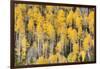 USA, Colorado, Rocky Mountains. Aspen trees in autumn.-Jaynes Gallery-Framed Photographic Print