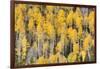 USA, Colorado, Rocky Mountains. Aspen trees in autumn.-Jaynes Gallery-Framed Photographic Print