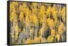 USA, Colorado, Rocky Mountains. Aspen trees in autumn.-Jaynes Gallery-Framed Stretched Canvas