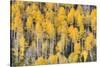 USA, Colorado, Rocky Mountains. Aspen trees in autumn.-Jaynes Gallery-Stretched Canvas