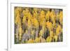 USA, Colorado, Rocky Mountains. Aspen trees in autumn.-Jaynes Gallery-Framed Photographic Print