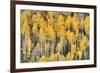 USA, Colorado, Rocky Mountains. Aspen trees in autumn.-Jaynes Gallery-Framed Premium Photographic Print