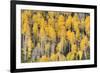 USA, Colorado, Rocky Mountains. Aspen trees in autumn.-Jaynes Gallery-Framed Premium Photographic Print