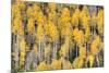 USA, Colorado, Rocky Mountains. Aspen trees in autumn.-Jaynes Gallery-Mounted Premium Photographic Print