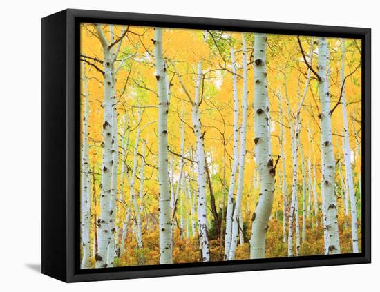 USA, Colorado, Rocky Mountains, Fall Colors of Aspen Trees-Jaynes Gallery-Framed Stretched Canvas
