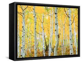 USA, Colorado, Rocky Mountains, Fall Colors of Aspen Trees-Jaynes Gallery-Framed Stretched Canvas