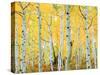 USA, Colorado, Rocky Mountains, Fall Colors of Aspen Trees-Jaynes Gallery-Stretched Canvas