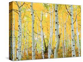 USA, Colorado, Rocky Mountains, Fall Colors of Aspen Trees-Jaynes Gallery-Stretched Canvas