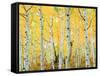 USA, Colorado, Rocky Mountains, Fall Colors of Aspen Trees-Jaynes Gallery-Framed Stretched Canvas