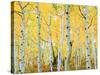 USA, Colorado, Rocky Mountains, Fall Colors of Aspen Trees-Jaynes Gallery-Stretched Canvas