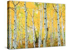 USA, Colorado, Rocky Mountains, Fall Colors of Aspen Trees-Jaynes Gallery-Stretched Canvas