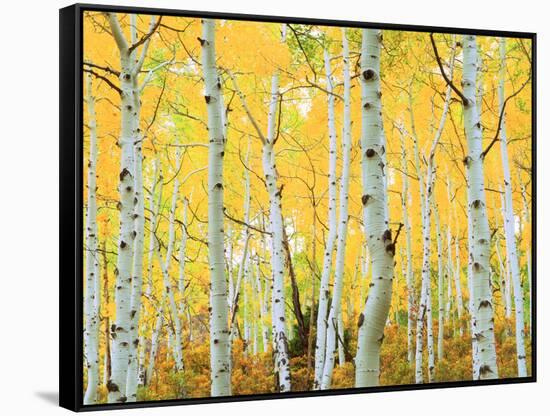 USA, Colorado, Rocky Mountains, Fall Colors of Aspen Trees-Jaynes Gallery-Framed Stretched Canvas