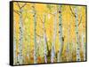 USA, Colorado, Rocky Mountains, Fall Colors of Aspen Trees-Jaynes Gallery-Framed Stretched Canvas