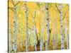 USA, Colorado, Rocky Mountains, Fall Colors of Aspen Trees-Jaynes Gallery-Stretched Canvas