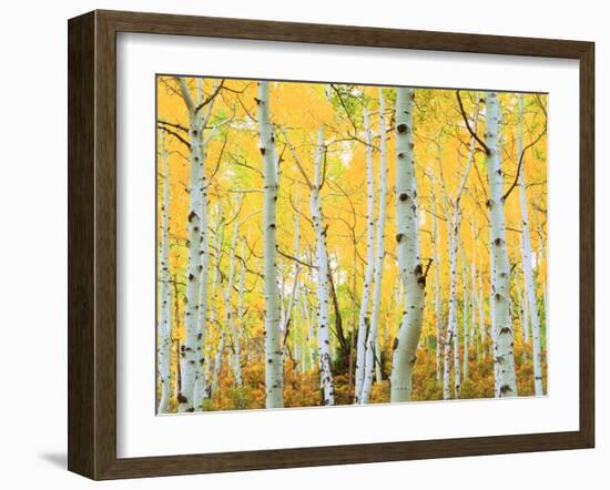 USA, Colorado, Rocky Mountains, Fall Colors of Aspen Trees-Jaynes Gallery-Framed Premium Photographic Print