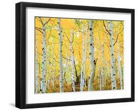 USA, Colorado, Rocky Mountains, Fall Colors of Aspen Trees-Jaynes Gallery-Framed Premium Photographic Print