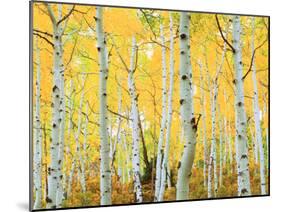 USA, Colorado, Rocky Mountains, Fall Colors of Aspen Trees-Jaynes Gallery-Mounted Premium Photographic Print