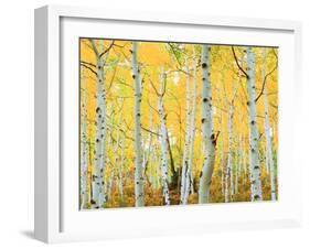 USA, Colorado, Rocky Mountains, Fall Colors of Aspen Trees-Jaynes Gallery-Framed Photographic Print