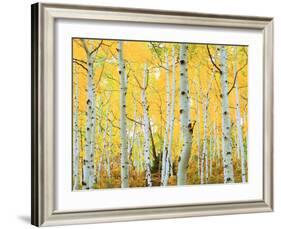 USA, Colorado, Rocky Mountains, Fall Colors of Aspen Trees-Jaynes Gallery-Framed Photographic Print