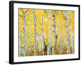 USA, Colorado, Rocky Mountains, Fall Colors of Aspen Trees-Jaynes Gallery-Framed Photographic Print