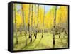 USA, Colorado, Rocky Mountains. Fall Colors of Aspen Trees-Jaynes Gallery-Framed Stretched Canvas