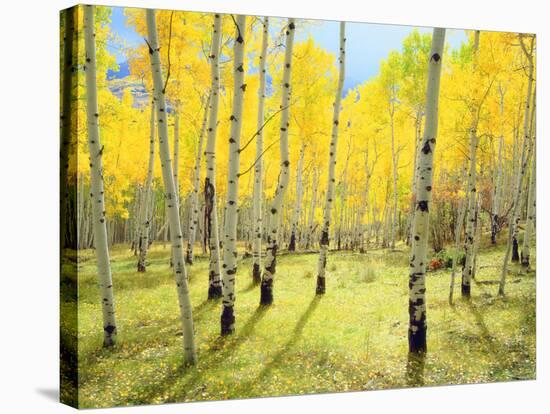 USA, Colorado, Rocky Mountains. Fall Colors of Aspen Trees-Jaynes Gallery-Stretched Canvas