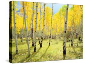 USA, Colorado, Rocky Mountains. Fall Colors of Aspen Trees-Jaynes Gallery-Stretched Canvas