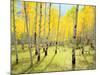 USA, Colorado, Rocky Mountains. Fall Colors of Aspen Trees-Jaynes Gallery-Mounted Photographic Print