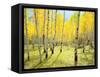 USA, Colorado, Rocky Mountains. Fall Colors of Aspen Trees-Jaynes Gallery-Framed Stretched Canvas