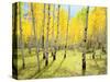 USA, Colorado, Rocky Mountains. Fall Colors of Aspen Trees-Jaynes Gallery-Stretched Canvas