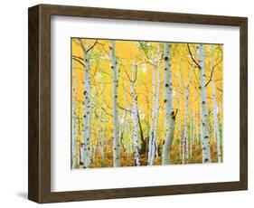 USA, Colorado, Rocky Mountains, Fall Colors of Aspen Trees-Jaynes Gallery-Framed Photographic Print