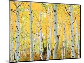 USA, Colorado, Rocky Mountains, Fall Colors of Aspen Trees-Jaynes Gallery-Mounted Photographic Print