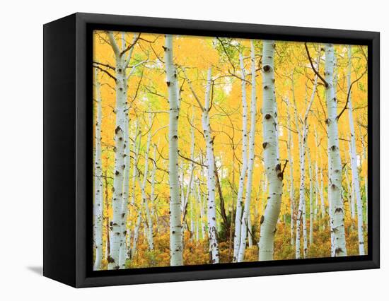 USA, Colorado, Rocky Mountains, Fall Colors of Aspen Trees-Jaynes Gallery-Framed Stretched Canvas