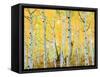 USA, Colorado, Rocky Mountains, Fall Colors of Aspen Trees-Jaynes Gallery-Framed Stretched Canvas