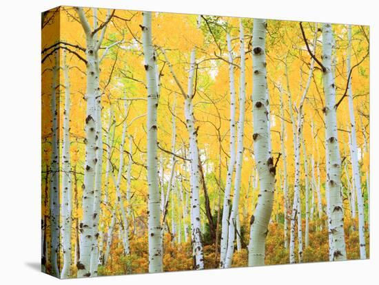 USA, Colorado, Rocky Mountains, Fall Colors of Aspen Trees-Jaynes Gallery-Stretched Canvas