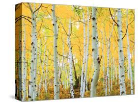 USA, Colorado, Rocky Mountains, Fall Colors of Aspen Trees-Jaynes Gallery-Stretched Canvas