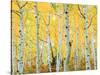 USA, Colorado, Rocky Mountains, Fall Colors of Aspen Trees-Jaynes Gallery-Stretched Canvas