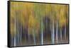 USA, Colorado, San Juan Mountains. Abstract of aspen trees.-Jaynes Gallery-Framed Stretched Canvas
