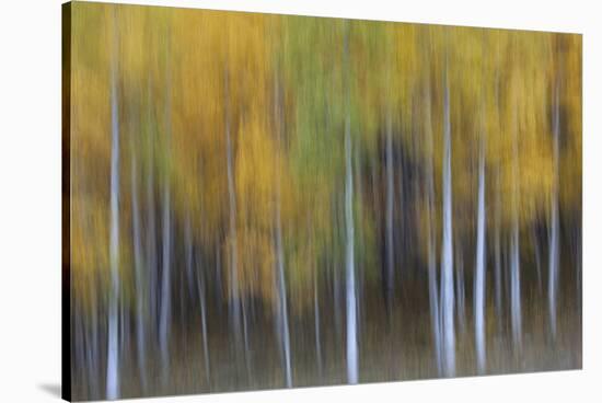 USA, Colorado, San Juan Mountains. Abstract of aspen trees.-Jaynes Gallery-Stretched Canvas