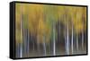 USA, Colorado, San Juan Mountains. Abstract of aspen trees.-Jaynes Gallery-Framed Stretched Canvas