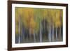 USA, Colorado, San Juan Mountains. Abstract of aspen trees.-Jaynes Gallery-Framed Photographic Print