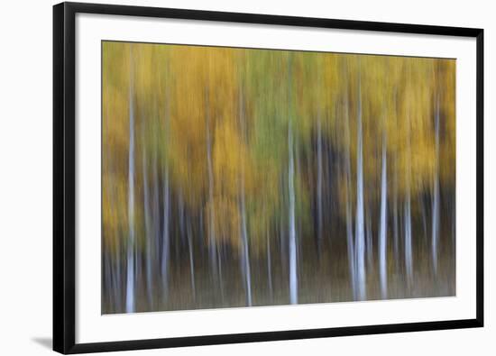 USA, Colorado, San Juan Mountains. Abstract of aspen trees.-Jaynes Gallery-Framed Photographic Print