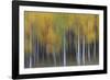 USA, Colorado, San Juan Mountains. Abstract of aspen trees.-Jaynes Gallery-Framed Photographic Print