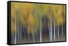 USA, Colorado, San Juan Mountains. Abstract of aspen trees.-Jaynes Gallery-Framed Stretched Canvas