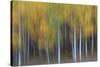 USA, Colorado, San Juan Mountains. Abstract of aspen trees.-Jaynes Gallery-Stretched Canvas