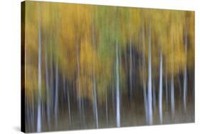 USA, Colorado, San Juan Mountains. Abstract of aspen trees.-Jaynes Gallery-Stretched Canvas